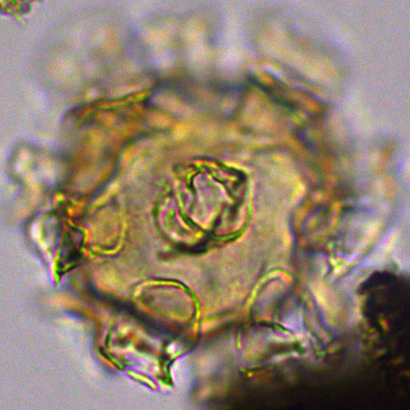 Hystrichosphaeridium tubiferum 3 HtuR27X35050235975a.jpg